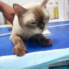 قط هملايا للتبني ( منقذ )
