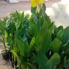زرع طبيعي