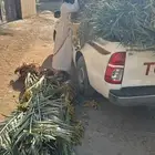 القصيم