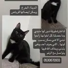 قطه للتبني الخرج