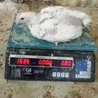 دجاج لاحم