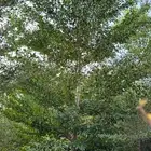 اشجار متنوعه 3 بوصه