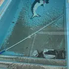 صيانه وتنظيف مسابح الدمام الخبر القطيف الجبيل