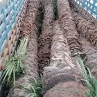 وشنطونيا ربست امريكي