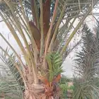 يتوفر الدينا نخيل عربي ووشنطن.
