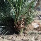 يوجد لدينا فصال نخل عربي