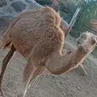 حاشي للبيع