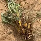 فسايل النخيل طيبه وسعر مناسب