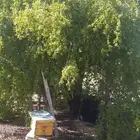 سدر