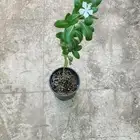 بفته بلدي