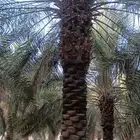 نخل للبيع من 4لا5متر