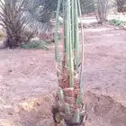 نخيل مثمر جثايث و فسائل و نقايل