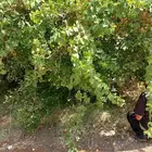يوجد لدينا برتقال يوسفي وابوصوره وتوت وليمون وعنب واشجار زيت