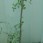 نخل عربي و واشنطن وليمون وسدر