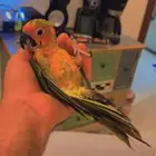 للبيع ببغاء صن كنيور قمه في الولافه امن جدا مع الاطفال