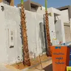 نخل زينه واشنطني