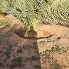 نخل فروخ للبيع
