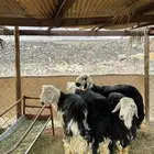 ذبائح طيبه وجبره