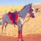 اجار جمال خيول رحول زلول راكبي بوني حنطور سايسي التواصل 0595
