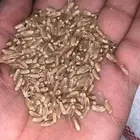 قمح طيب جدا الكيس 50 كيلو العدد 1500 كيس