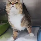 قطه جميلة للتبني