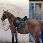 اجار رحول باليوم والاسبوع وخيل
