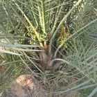 فروخ نخيل وجثايث