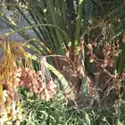 فروخ طيبه