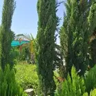 متوفر السرو الايطالي رقم وحد جميع المقسات الموقع الطايف اريا