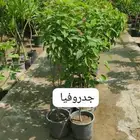 مزارع ومنسق حدائق