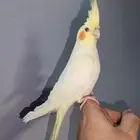 كروان لاتينو ذكر