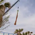 جميع انواع النخيل