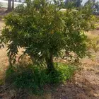 نخل واشنطني ونخل عربي واشجار حمضيات