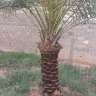 نخل مثمرونخل واشنطن