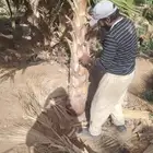 يوجد لدينا جميع انواع النخيل العربي والزينه الواشنطني