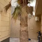 لجميع أعمال النخيل والواشنطني