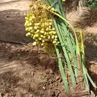 توريد تخيل وزرعها وقلعها وتحويض وتكريب التواصل