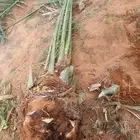 جميع انواع النخيل المثمر