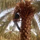 مطلوب عمال تخريف نخل الحساب بالسطل يشترط خبره في خرف النخل 0