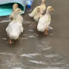 بط للبيع 5