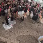دجاج بلدي بياض شرط