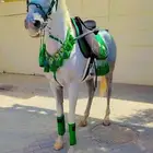 خيول الإيجار وجمال