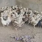 صوص