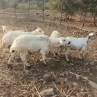 للبيع فحل حري حار مشروط