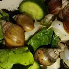 حلزونات للبيع كميه محدوده العمر 10 شهور