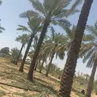 نخل القصيم للبيع