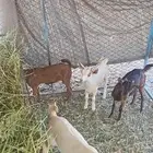 للبيع 4تيوس