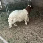 نعيمي طيب