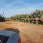 زيتون ونخل