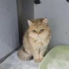 قطة بريتش تبني